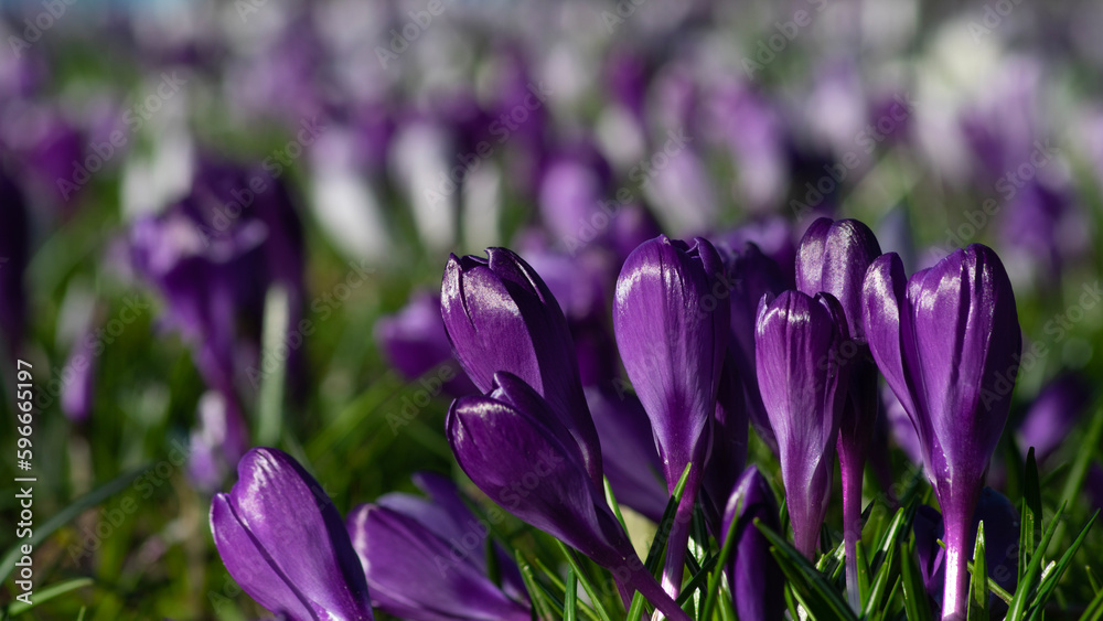 purple crocus flowers in a grass