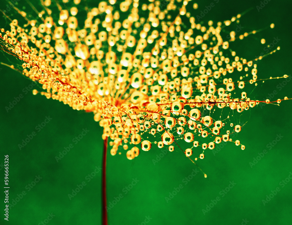 Dandelion flower background in water