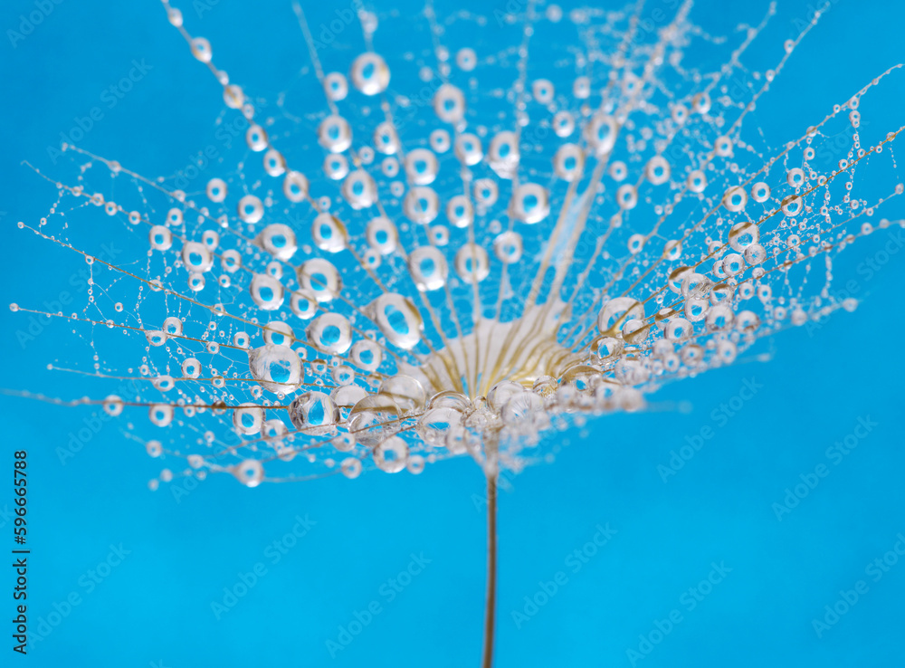 Dandelion flower background in water