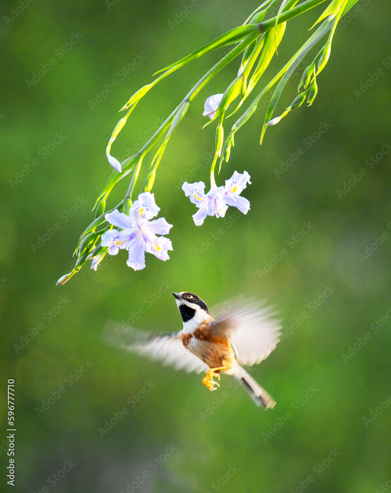 Black-throated bushtit bird with h flowers