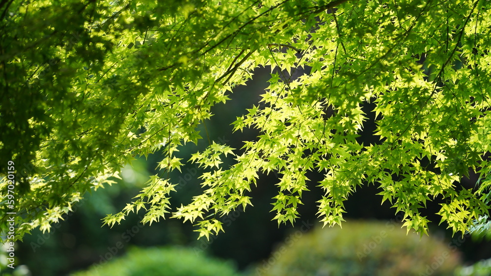 The fresh new leaves full of the trees in spring