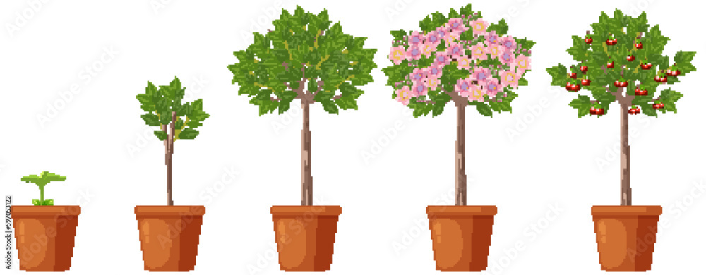 Stages of Cherry Tree Growth Vector