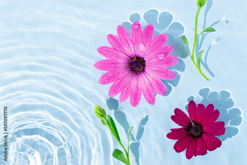 Fresh daisy flowers with leaves floating in wave water  with sunlight shadow on pastel blue backgrou