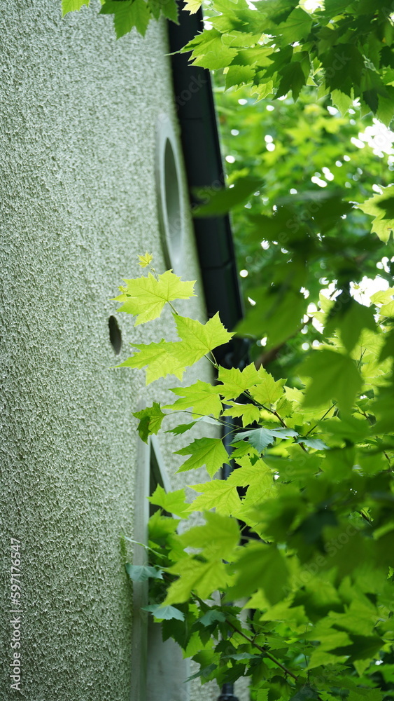 The fresh new leaves full of the trees in spring