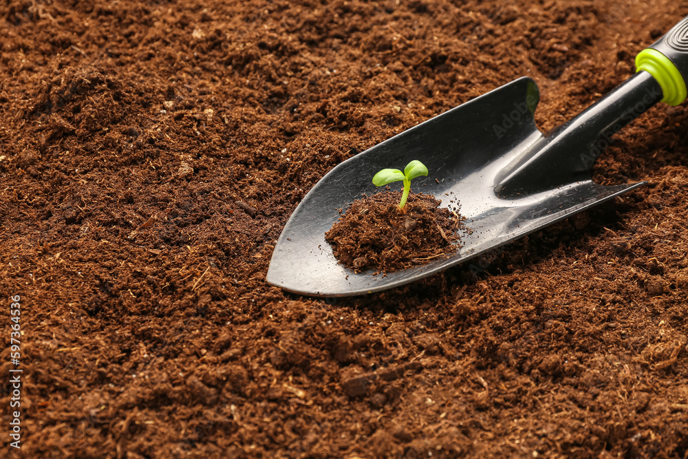 Shovel with heap of soil and green seedling outdoors