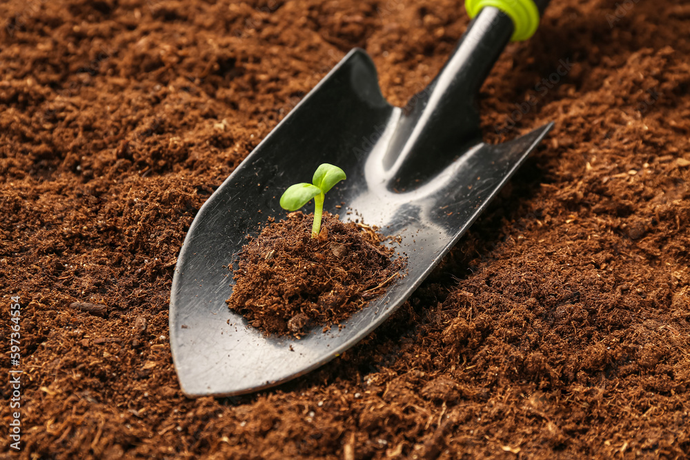 Shovel with heap of soil and green seedling outdoors