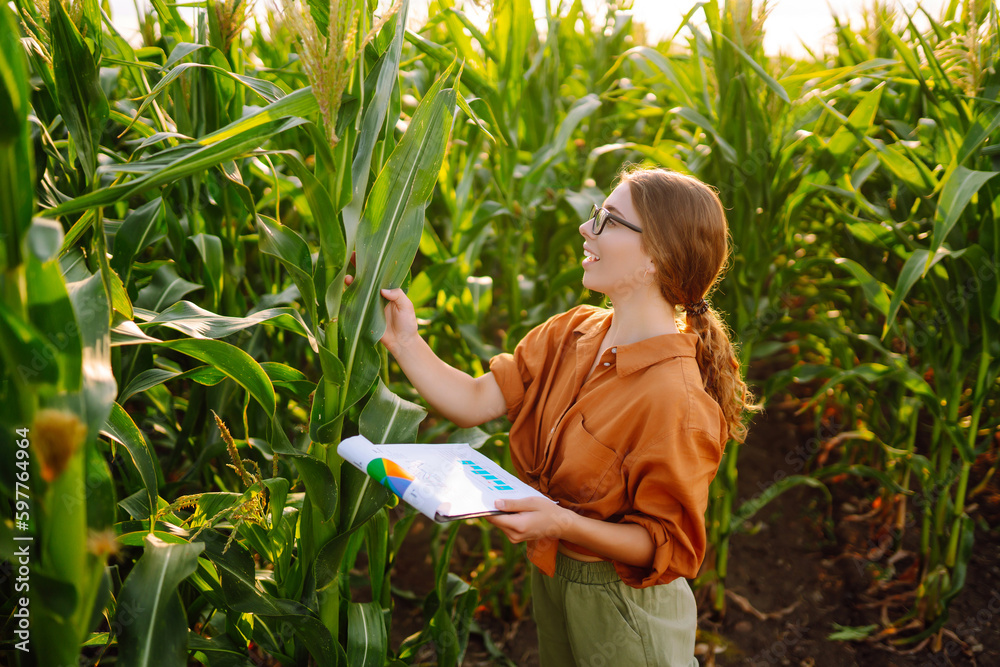 Business woman examines the quality of the corn field before harvesting. Business, agriculture conce