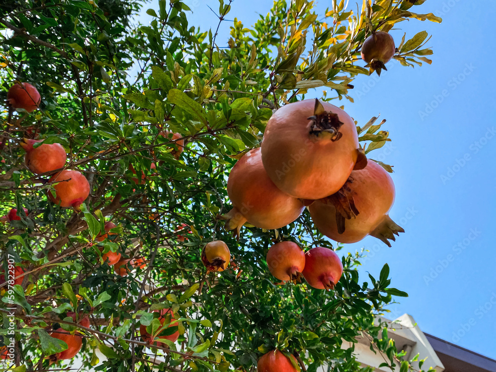 Pomegranates growing on tree outdoors, closeup