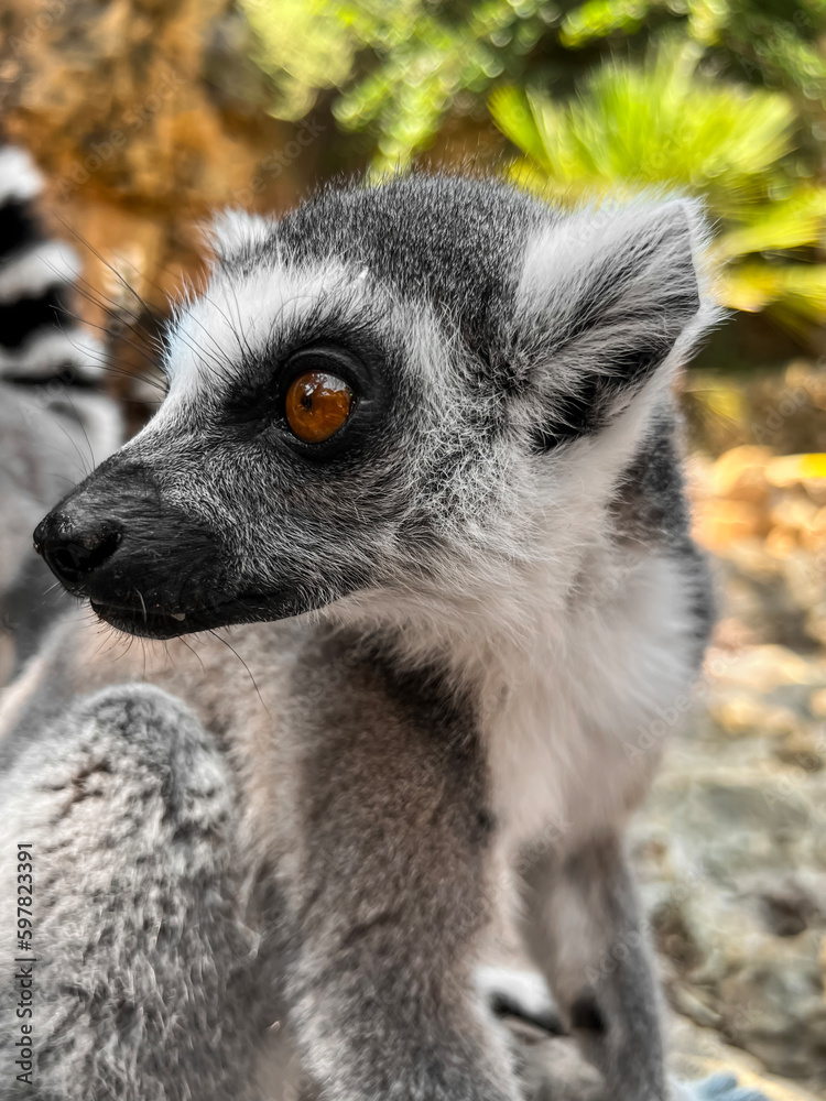 Ring-tailed lemur in zoological garden, closeup