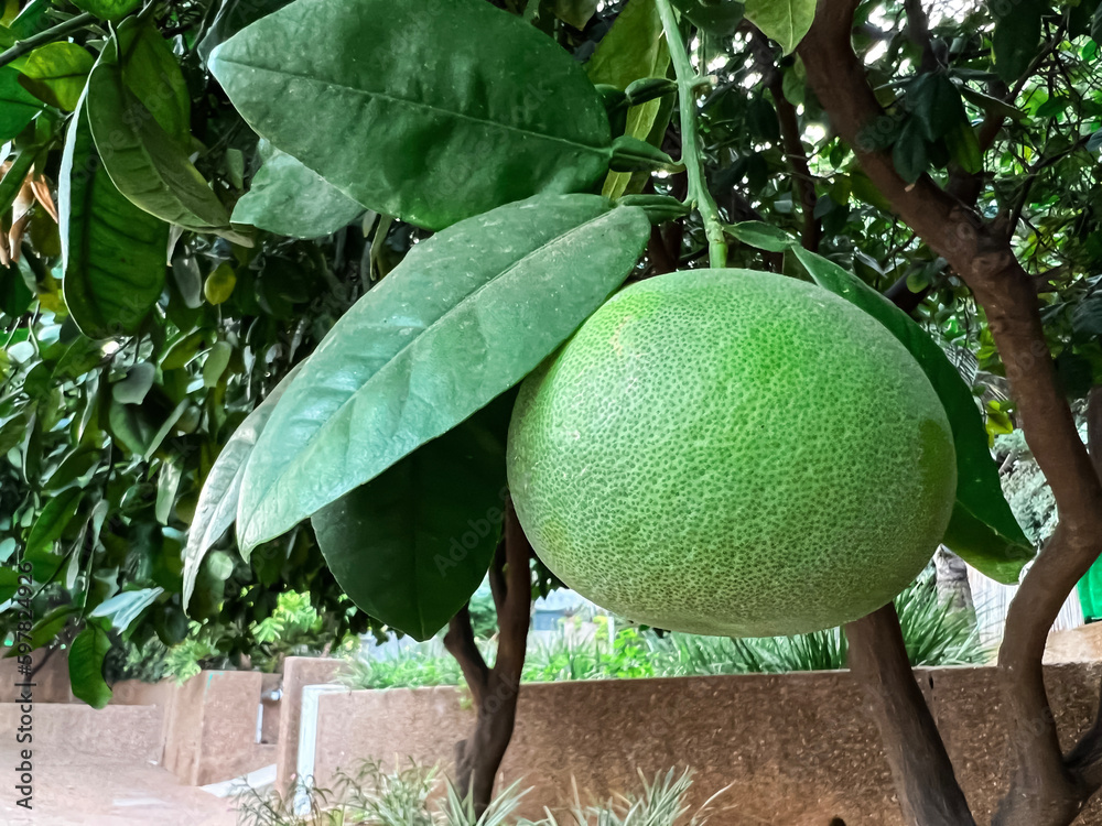 Tree with green pomelo fruit on city street, closeup