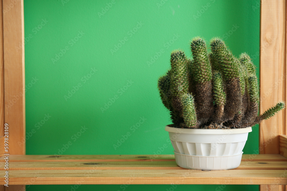 Cactus in pot on shelving unit near green wall