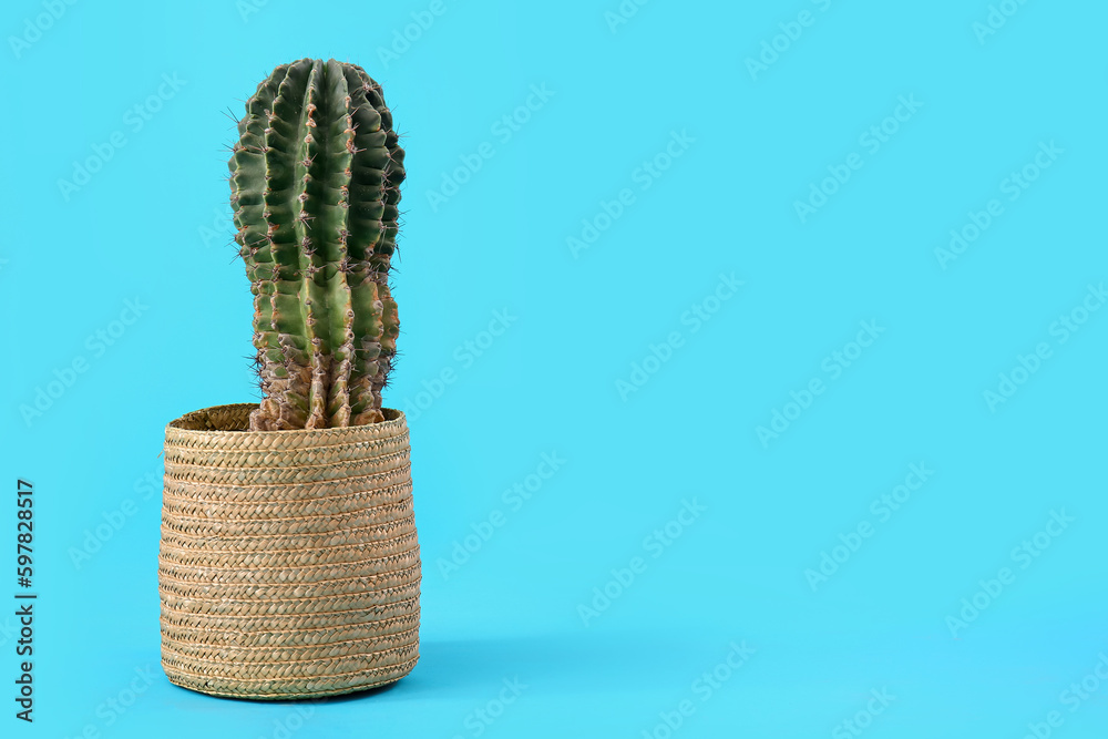 Pot with cactus on blue background