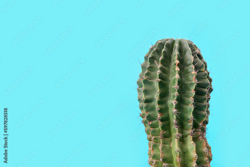 Cactus on blue background