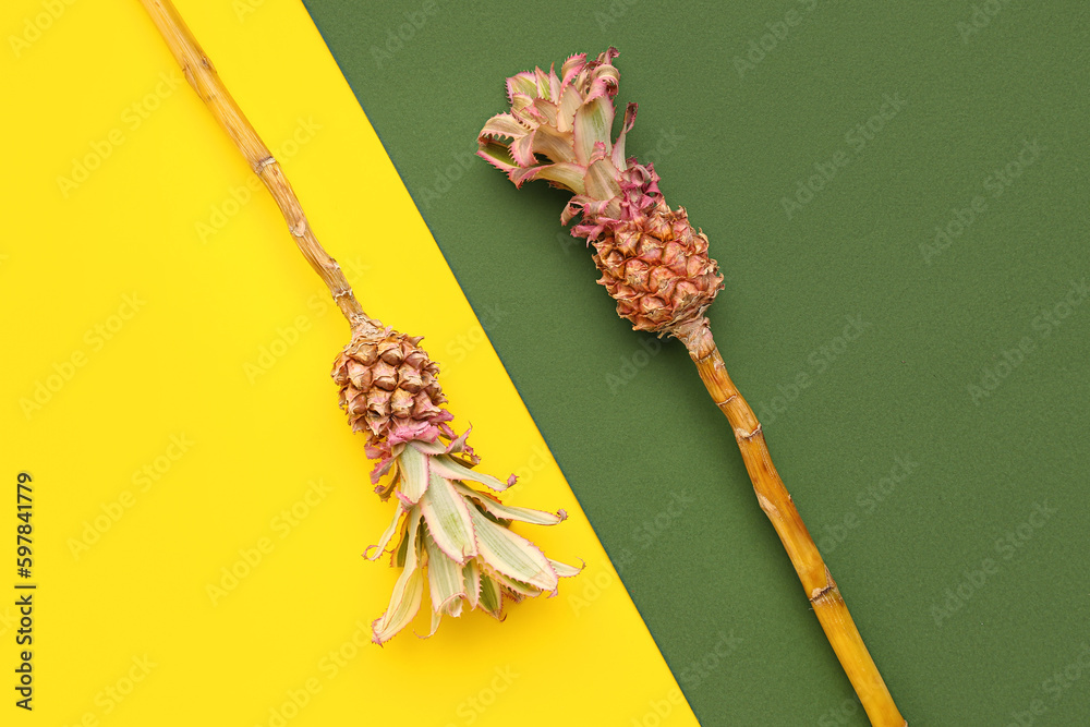 Decorative pineapples on color background