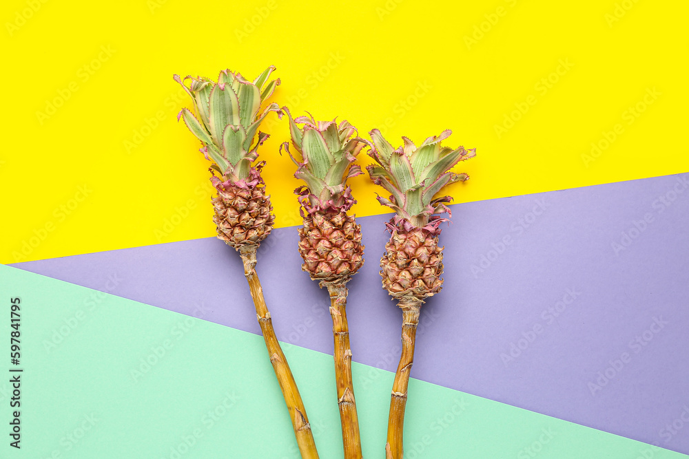 Decorative pineapples on color background