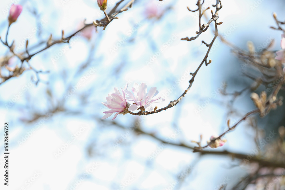 Tree branches with blooming Magnolia flowers on spring day, closeup