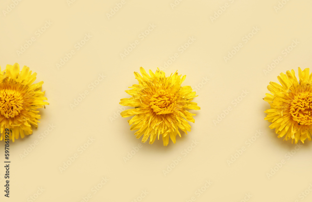 Bright yellow dandelions on light background