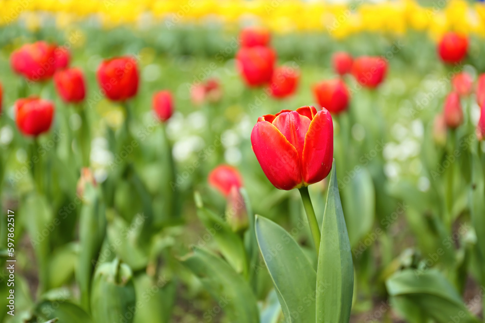 Beautiful red tulip on spring day, closeup