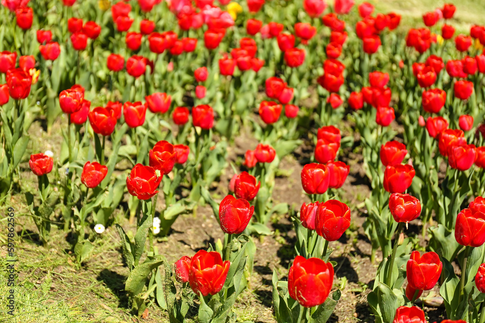 Beautiful red tulips on spring day, closeup