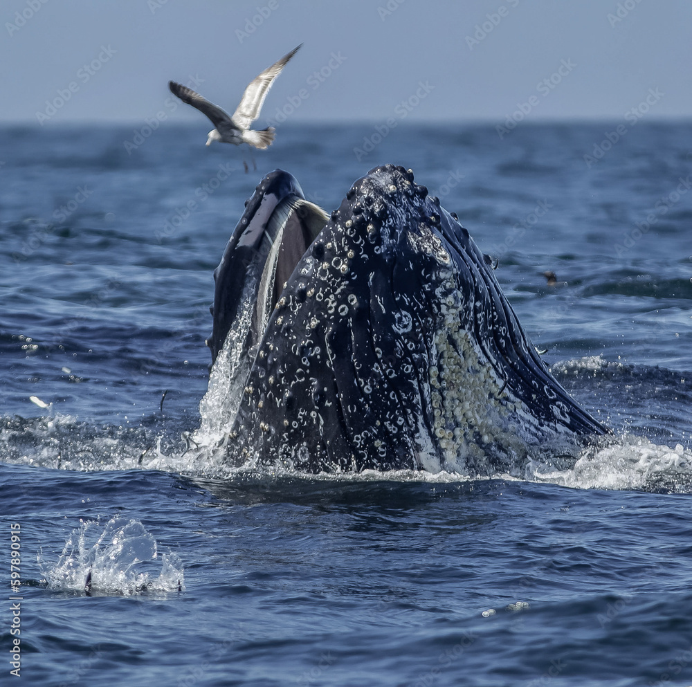 Whale feeding in Monterey Bay