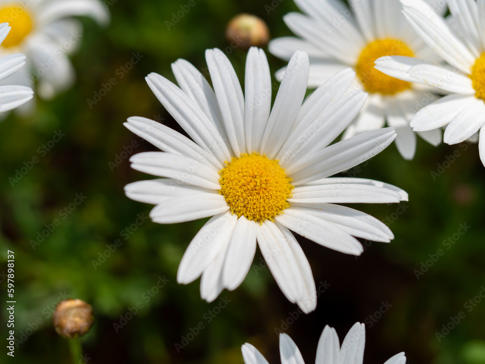 花壇に咲くマーガレットの花