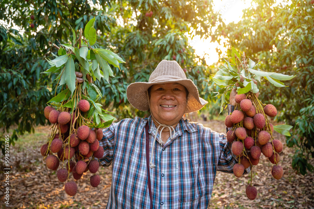 Agriculture, Asian senior female farmer showing off a rich lychee with a happy smile.