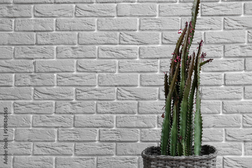 Pot with big cactus near grey brick wall