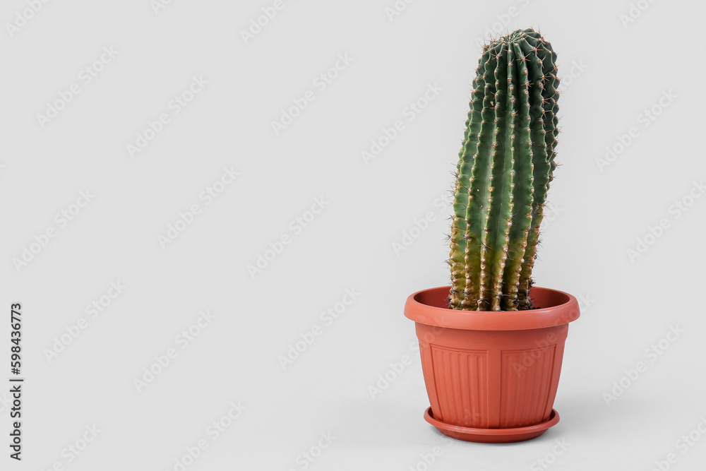 Pot with cactus on grey background