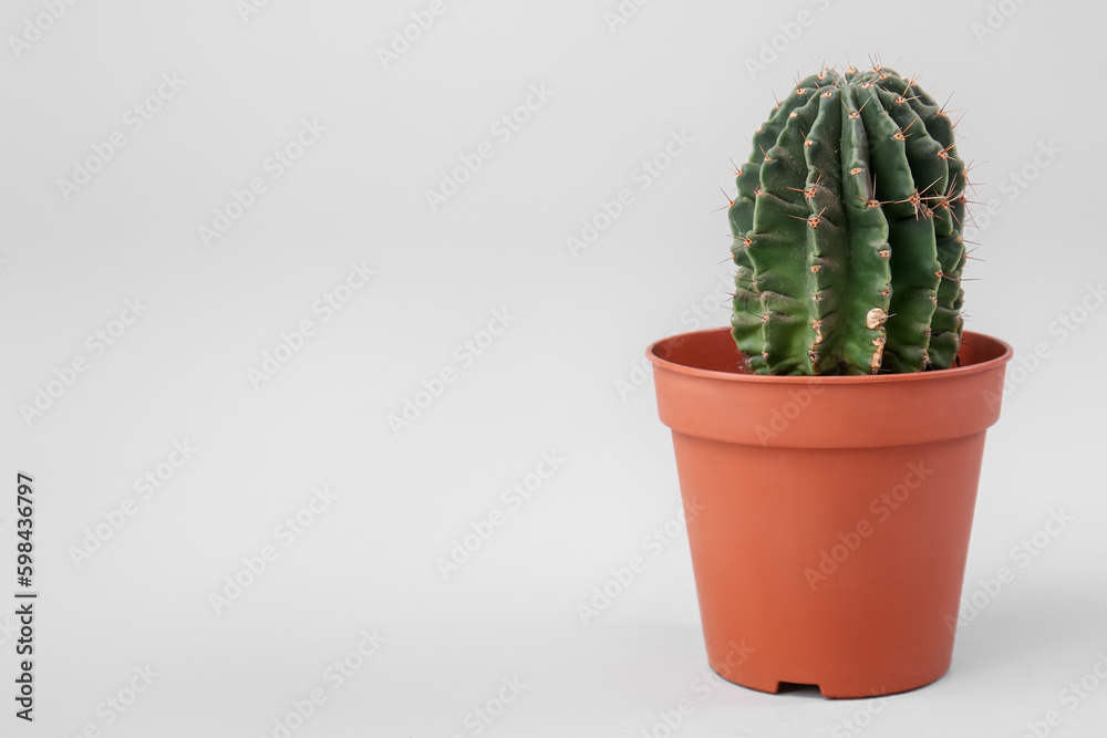 Pot with cactus on grey background