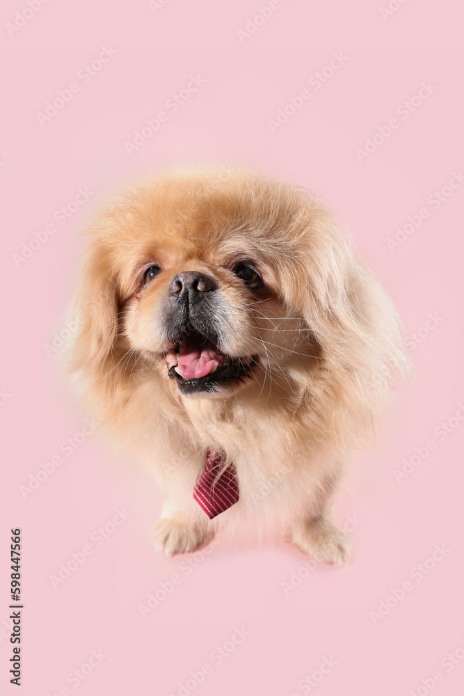 Cute dog with necktie on pink background