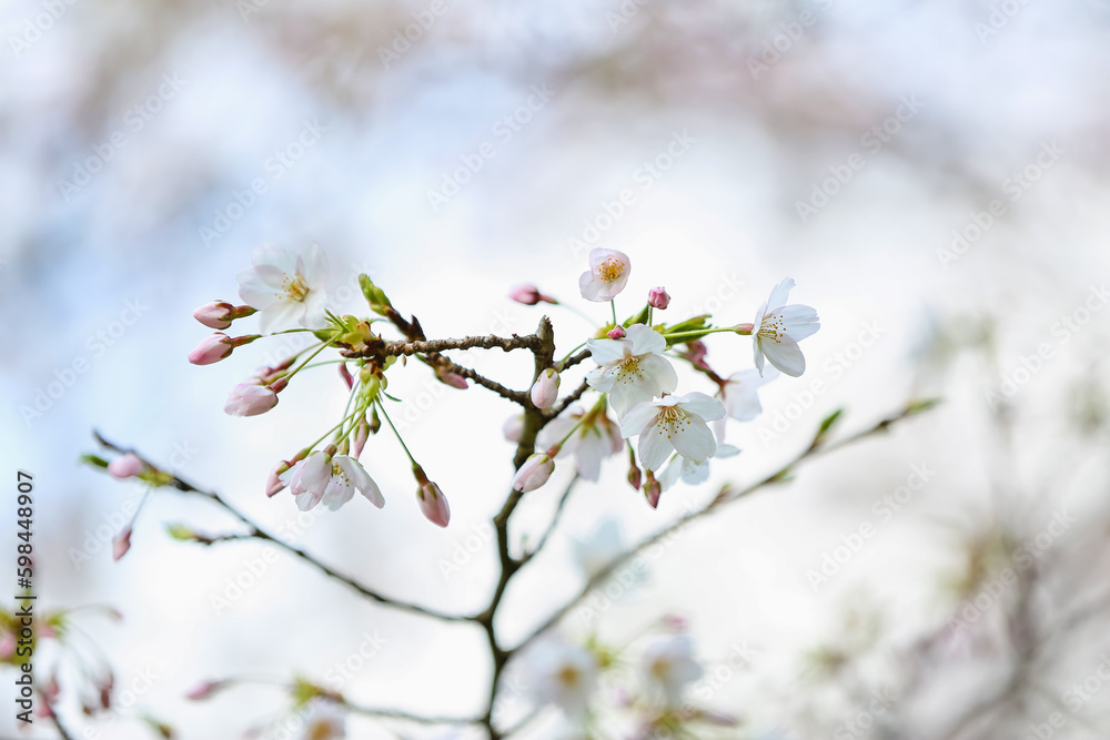 Blooming Sakura branch on spring day, closeup