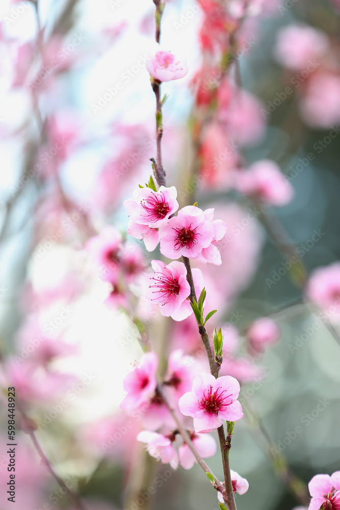 Blooming Sakura branch on spring day, closeup