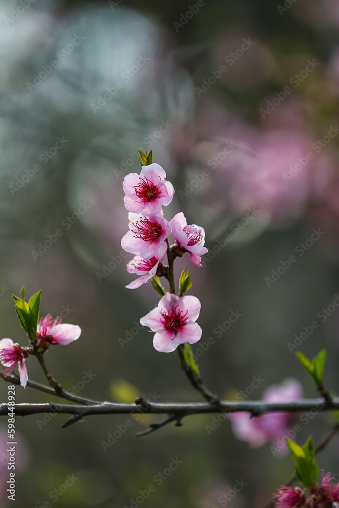 Blooming Sakura branches on spring day, closeup