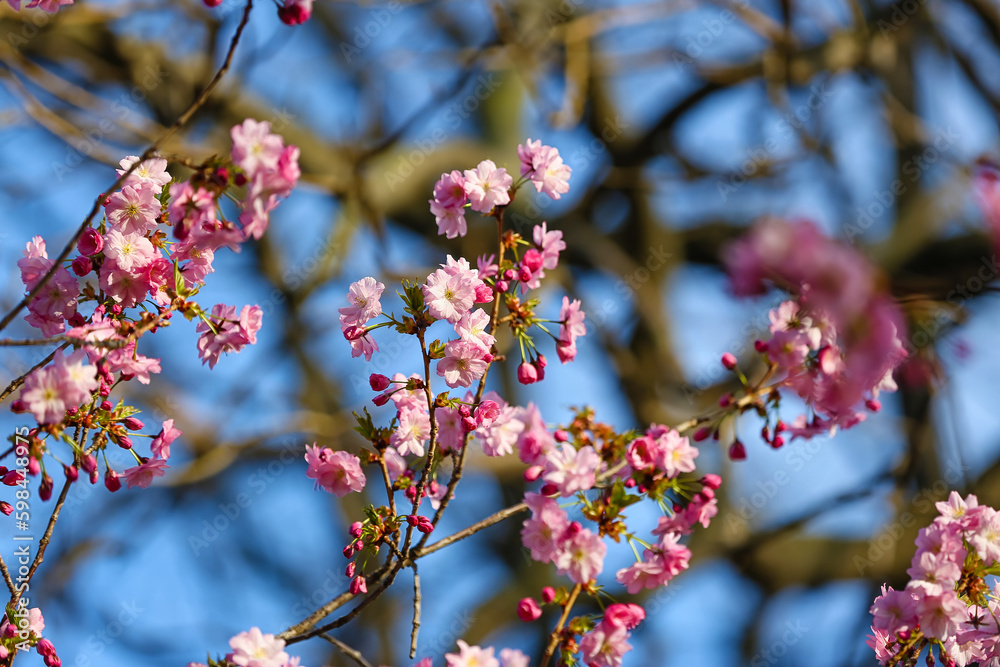 Blooming Sakura branches on spring day, closeup