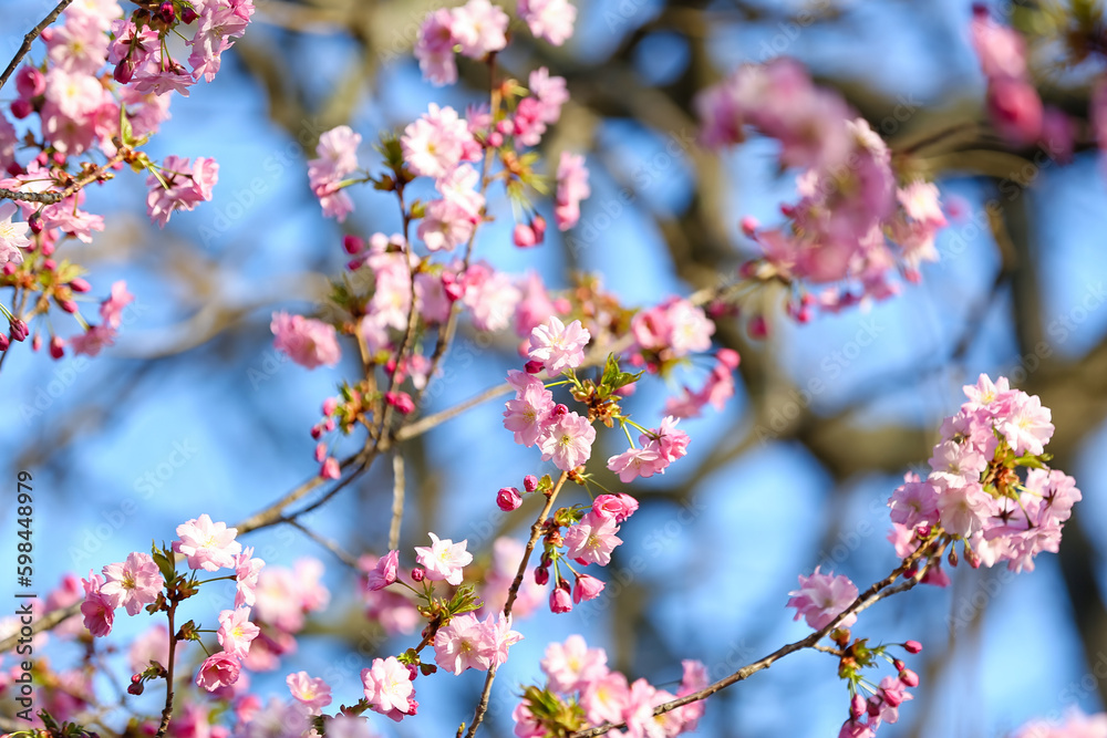 Blooming Sakura branches on spring day, closeup