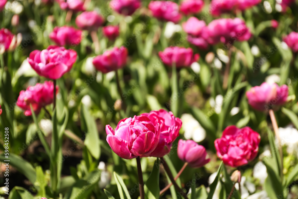 Bright pink tulips on spring day, closeup