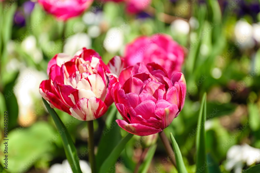 Bright pink tulips on spring day, closeup