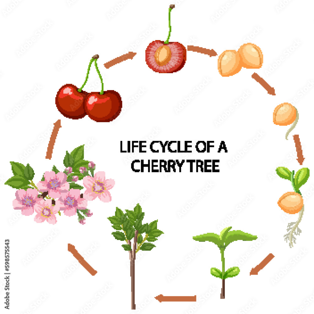 Life Cycle of Cherry Tree