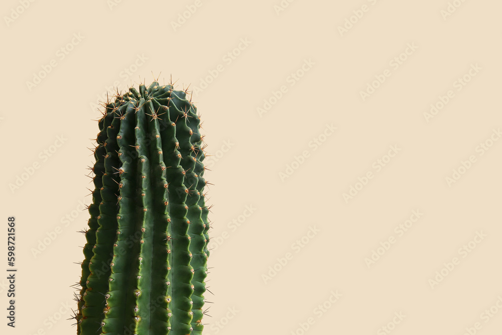 Cactus on beige background, closeup