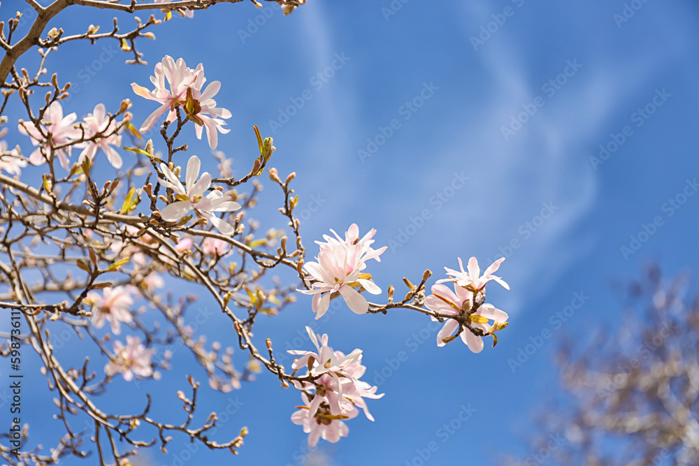 Tree branches with blooming Magnolia flowers outdoors, closeup