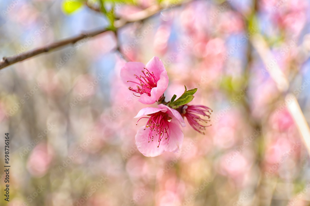 Tree branch with blooming pink flowers outdoors, closeup