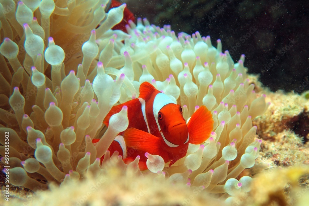 Spine-cheek Clownfish or Maroon clownfish hiden in the sea anemone, (Premnas biaculeatus), Raja Ampa