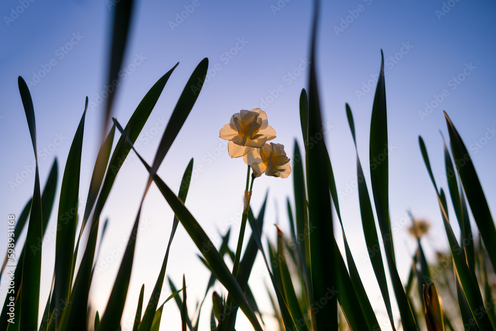 Silhouette of flowers and grass on the bright sky background. View from below. Blooming season.  Col