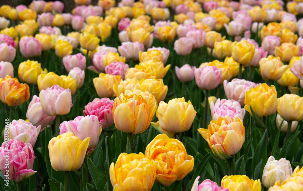 Tulips flower background