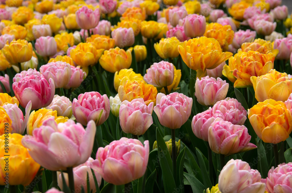 Tulips flower background