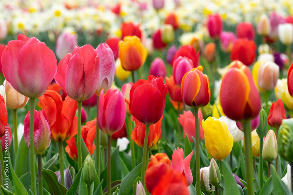 Tulips flower background