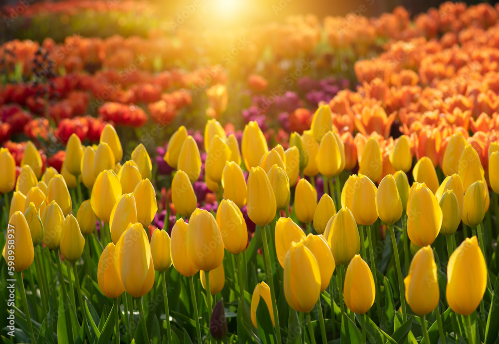  Colorful tulips on sunlight