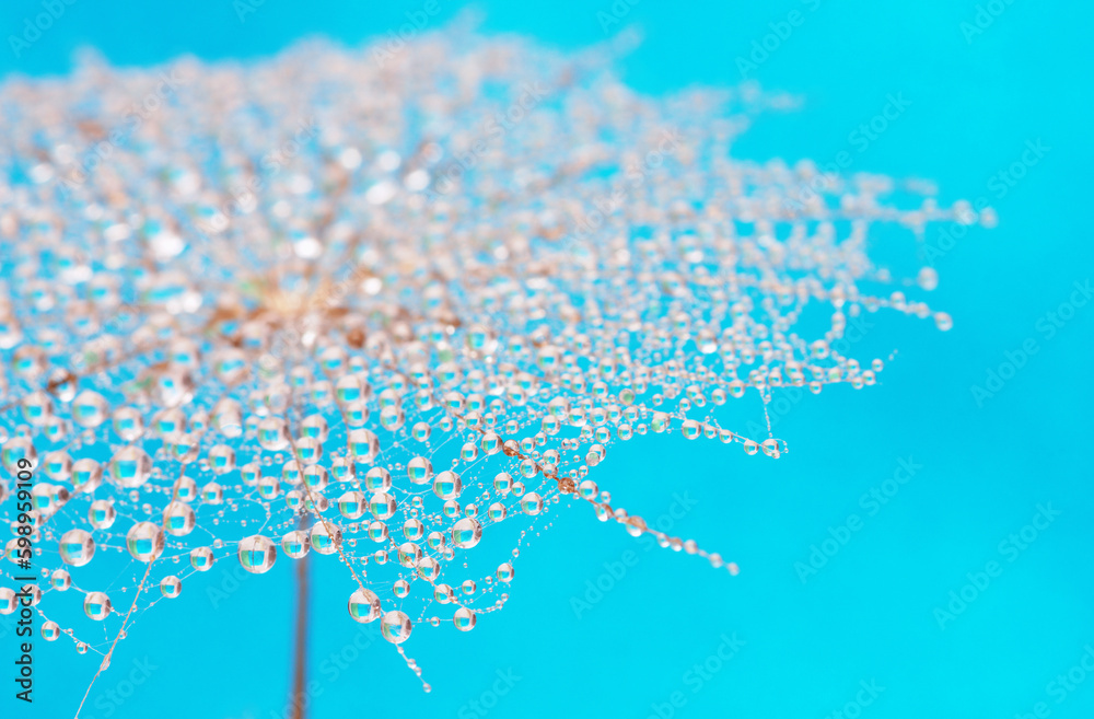 Dandelion flower background in water