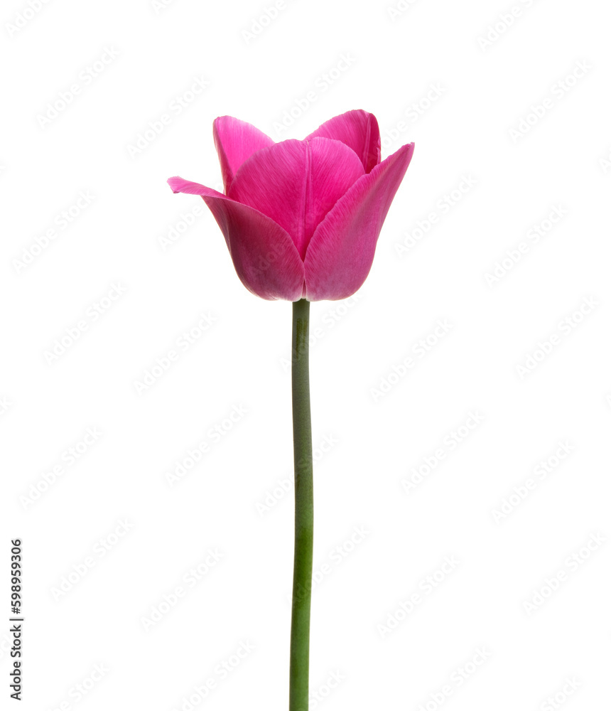 Tulip flower isolated on white