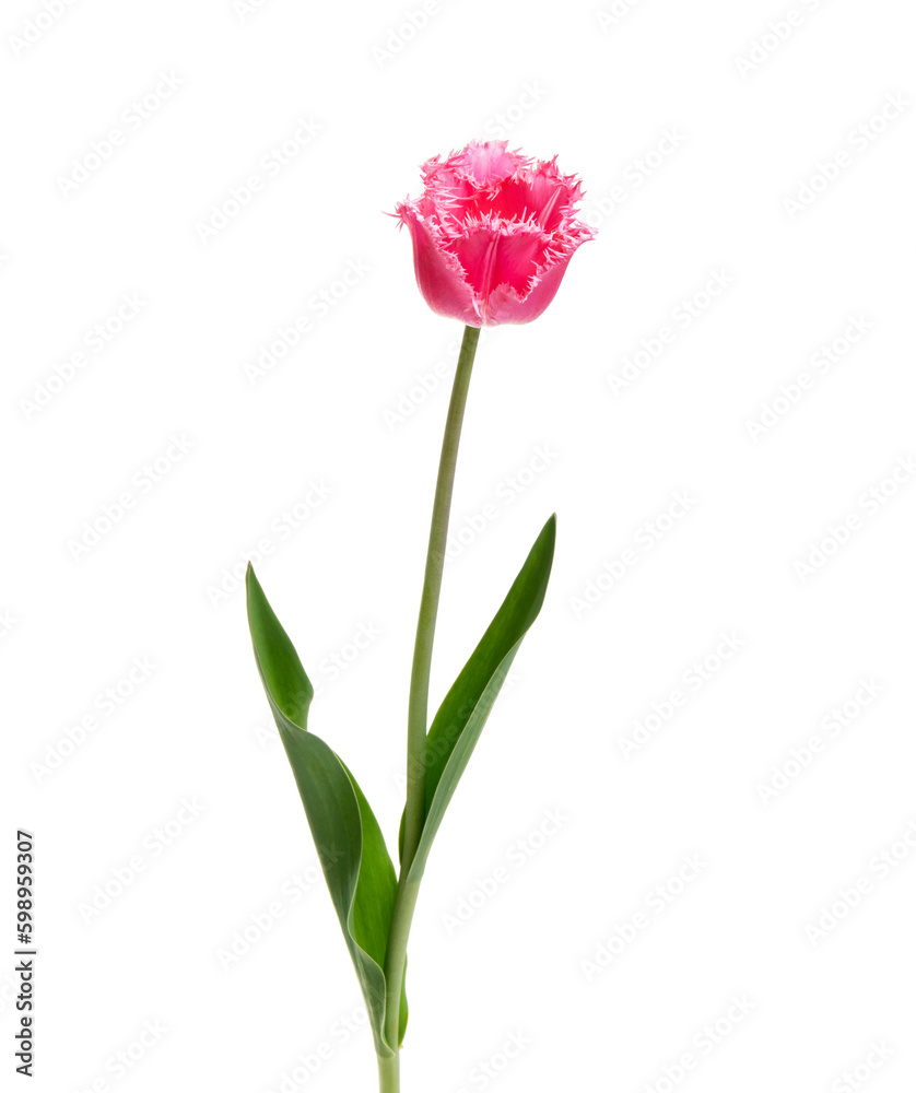 Tulip flower isolated on white